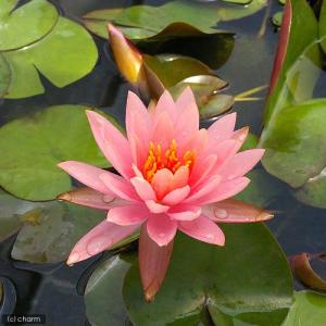 (ビオトープ)睡蓮 温帯性睡蓮(スイレン)(黄...の詳細画像1