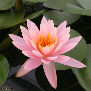 (ビオトープ)睡蓮 温帯性睡蓮(スイレン)(黄...の詳細画像2