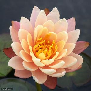 （ビオトープ）睡蓮　温帯性睡蓮（スイレン）（オレンジ）　マンカラ　ウボン　Ｍａｎｇｋａｌａ　Ｕｂｏｌ　（１ポット）（休眠状態）