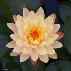 (ビオトープ)睡蓮 温帯性睡蓮(スイレン)(オ...の詳細画像1