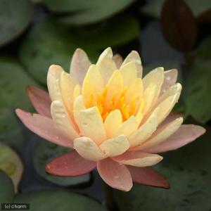 (ビオトープ)睡蓮 温帯性睡蓮(スイレン)(オ...の詳細画像2