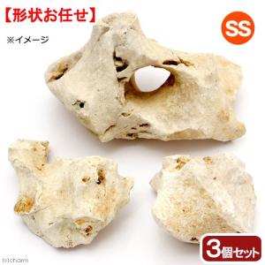 一点物 化石サンゴ 親石 60cm水槽用 880258 : チャーム