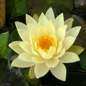 （ビオトープ）睡蓮　温帯性睡蓮（スイレン）（黄）　インナーライト　Ｉｎｎｅｒｌｉｇｈｔ　（１ポット）（休眠状態）