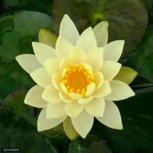 (ビオトープ)睡蓮 温帯性睡蓮(スイレン)(黄...の詳細画像1