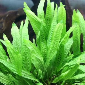 水草）ミクロソリウム 本ナローリーフ（水中葉）（無農薬）（葉数3