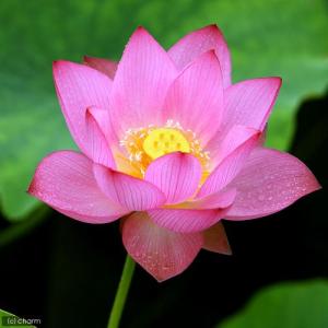 （ビオトープ）蓮　ハス（桃）　即非蓮（ソクヒレン）一重咲中〜大型品種（１ポット）（休眠状態）