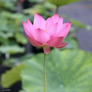 (ビオトープ)蓮 ハス(桃) 即非蓮(ソクヒレ...の詳細画像1