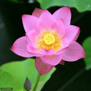 (ビオトープ)蓮 ハス(桃) 即非蓮(ソクヒレ...の詳細画像2