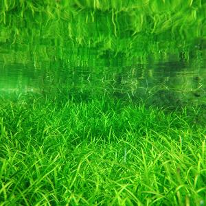 (水草)エキノドルス テネルス(水中葉)(無農...の詳細画像1
