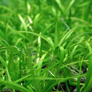（水草）エキノドルス　テネルスｓｐ．ブロードタイプ（水中葉）（無農薬）（３株）