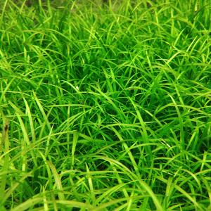 チャーム（charm） （水草）エキノドルス テネルス（水中葉）（無農薬