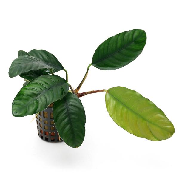 （水草）アヌビアス　コーヒーフォリア（アクアフルール）（水上葉）（１ポット分）　北海道・九州航空便要...