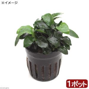 水草を流木に巻きつけてみよう チャーム