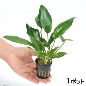 チャーム（charm） （水草）アヌビアス バルテリー ブロードホワイト
