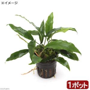 水草）☆株売り☆ アヌビアスナナ プチ （水上葉）（5株） : チャーム