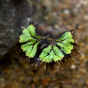 （浮草）イチョウウキゴケ（無農薬）（５株）