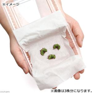 (浮草)イチョウウキゴケ(無農薬)(5株)の詳細画像2