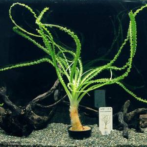 （水草）クリナム　アクアチカナローリーフ（トロピカポット）（無農薬）（１ポット分）