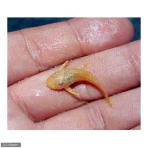 (熱帯魚)アルビノミニブッシープレコ(1匹) ...の詳細画像1
