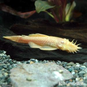 (熱帯魚)アルビノミニブッシープレコ(1匹) ...の詳細画像2