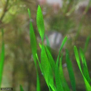 (水草)スクリューバリスネリア(無農薬)(5株)の詳細画像1