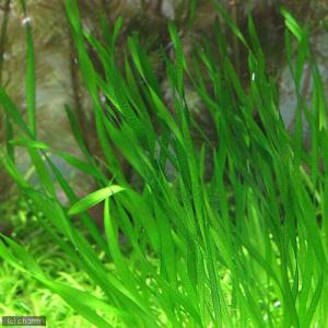 (水草)スクリューバリスネリア(無農薬)(5株)の詳細画像2