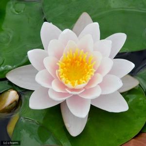 （ビオトープ）睡蓮　温帯性睡蓮（スイレン）（桃）　マリアセア　カルネア　Ｍａｒｌｉａｃｅａ　Ｃａｒｎｅａ　（１ポット）（休眠状態）