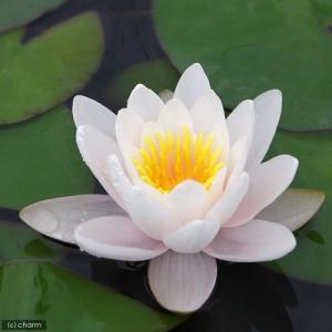 (ビオトープ)睡蓮 温帯性睡蓮(スイレン)(桃...の詳細画像1