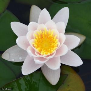 (ビオトープ)睡蓮 温帯性睡蓮(スイレン)(桃...の詳細画像2