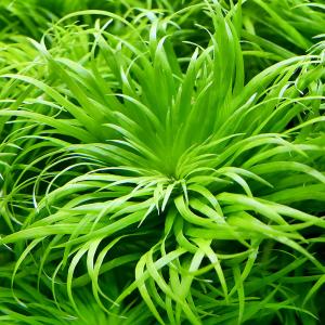 チャーム（charm） （水草）エキノドルス ビッグベアー 東南便（水上葉