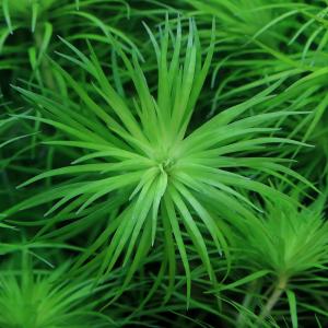 水草 国産マリモ 1個入り 無農薬 まりも お手軽 インテリア 育成簡単