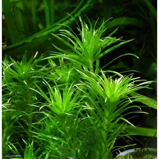 （水草）トニナｓｐ．ラーゴグランデ（水中葉）（無農薬）（３本）