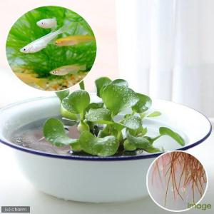 《終売》（浮草）メダカのたまご付きホテイ草（メダカミックス）（無農薬）（１株）　自由研究　北海道・九州航空便要保温