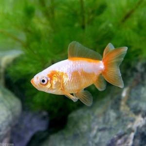 （国産金魚）地金　Ｓサイズ　（３匹）　沖縄別途送料