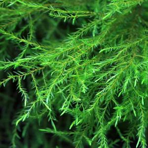 水草）エゾヒルムシロ（水中葉）（無農薬）（5本） : チャーム charm