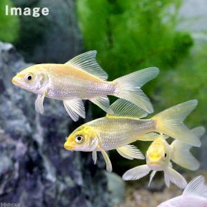 (錦鯉)ヒレナガニシキゴイ Sサイズ(1匹)の詳細画像1