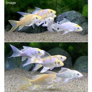 (錦鯉)ヒレナガニシキゴイ Sサイズ(1匹)の詳細画像2