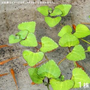 （ビオトープ）水生植物　ヒシモドキ（３株）　浮葉植物　日本産水草