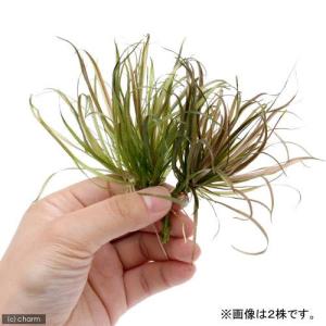 (水草)ブリクサ ショートリーフ(無農薬)(2株分)の詳細画像1