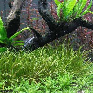 (水草)ブリクサ ショートリーフ(無農薬)(2株分)の詳細画像2