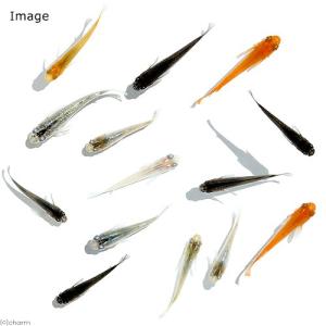 《終売》（めだか）お一人様３点限り　メダカミックス／めだかミックス（１２匹）