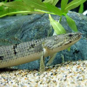 熱帯魚）ポリプテルス・セネガルス ナイジェリア産 18〜22cm