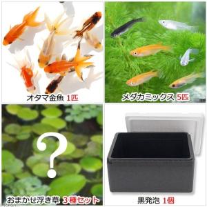 スドー メダカの発泡鉢 大 13L＋メダカ鉢の保護ネット 長四角型