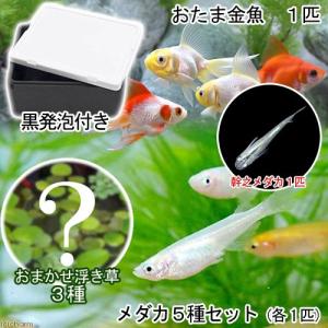 （めだか）（水草）水辺のなかよし飼育セット　メダカ５種とおたま金魚（浮き草　幹之メダカ付き）　本州四国限定　お一人様３点限り｜chanet