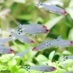 (熱帯魚)ラミーノーズ・テトラ(ブリード)(2...の詳細画像1