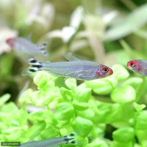 （熱帯魚）ラミーノーズ・テトラ（ブリード）（３０匹）　北海道・九州航空便要保温