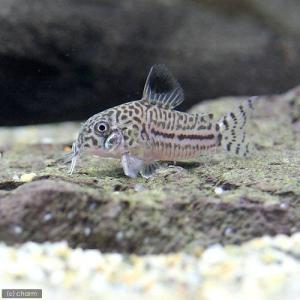 (熱帯魚)コリドラス・トリリネアータス(ブリー...の詳細画像1