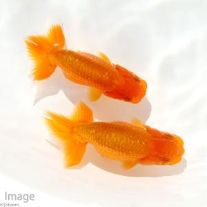 （国産金魚）協会系らんちゅう　６〜８ｃｍ　深見養魚場産（１匹）