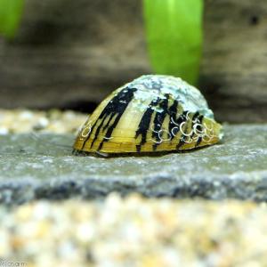 (エビ・貝)(B品)ベッコウフネアマ貝(1匹) ...の商品画像