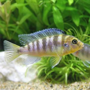 チャーム（charm） （熱帯魚）ラベオトロフェウス・トレワバサエ
